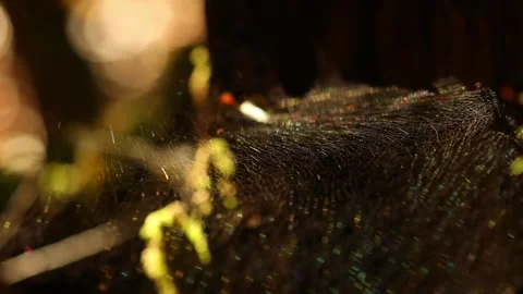 A wonderful cobweb in the evening wind 4k 25fps video Stock Footage 318070619