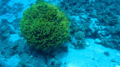 Wonderful coral Turbinaria mesenterina in the deep Vidéo