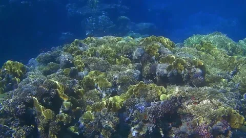 Wonderful corals and reflection from the sun while diving Stock Footage 151138580
