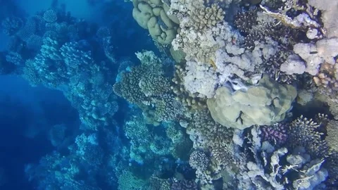 Wonderful different corals while snorkeling in the water view from above Stock Footage 151138704