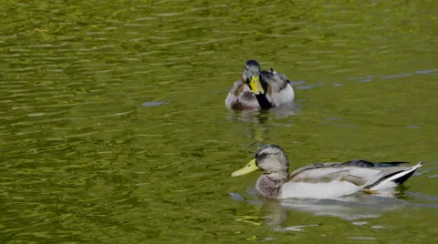 Wonderful ducks Stock Footage 55339477