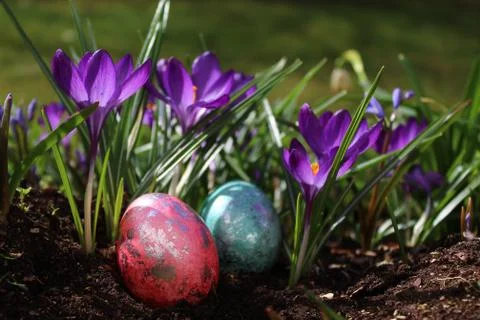 Wonderful easter decoration with easter eggs and crocus Stock Photos