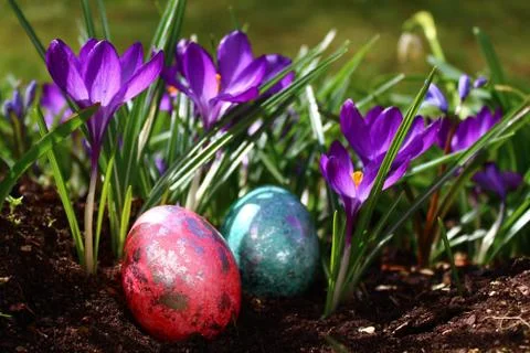 Wonderful easter decoration with easter eggs and crocus Stock Photos