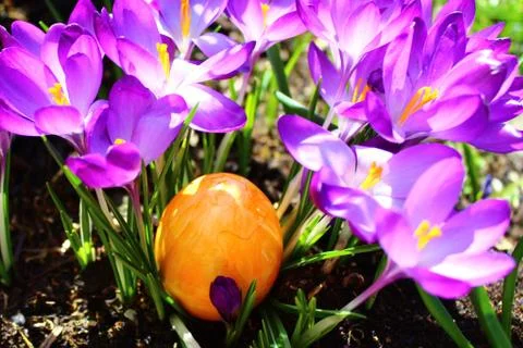 Wonderful easter decoration with easter eggs and crocus Stock Photos