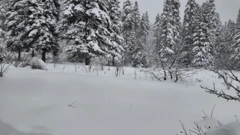 A wonderful experience in the forest in a snowy climate. Stock Footage 325838577