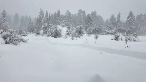 A wonderful experience in the forest in a snowy climate. Stock Footage 325838935