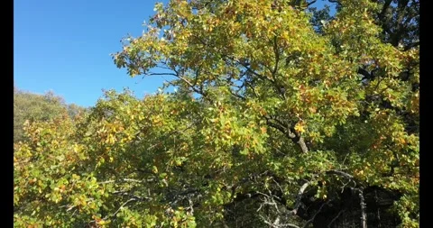 Wonderful fall scenery. Drone view of the autumn forest Video stock 303164535