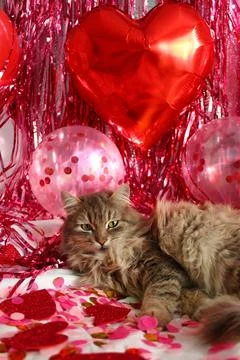 A wonderful fluffy cat Stock Photos