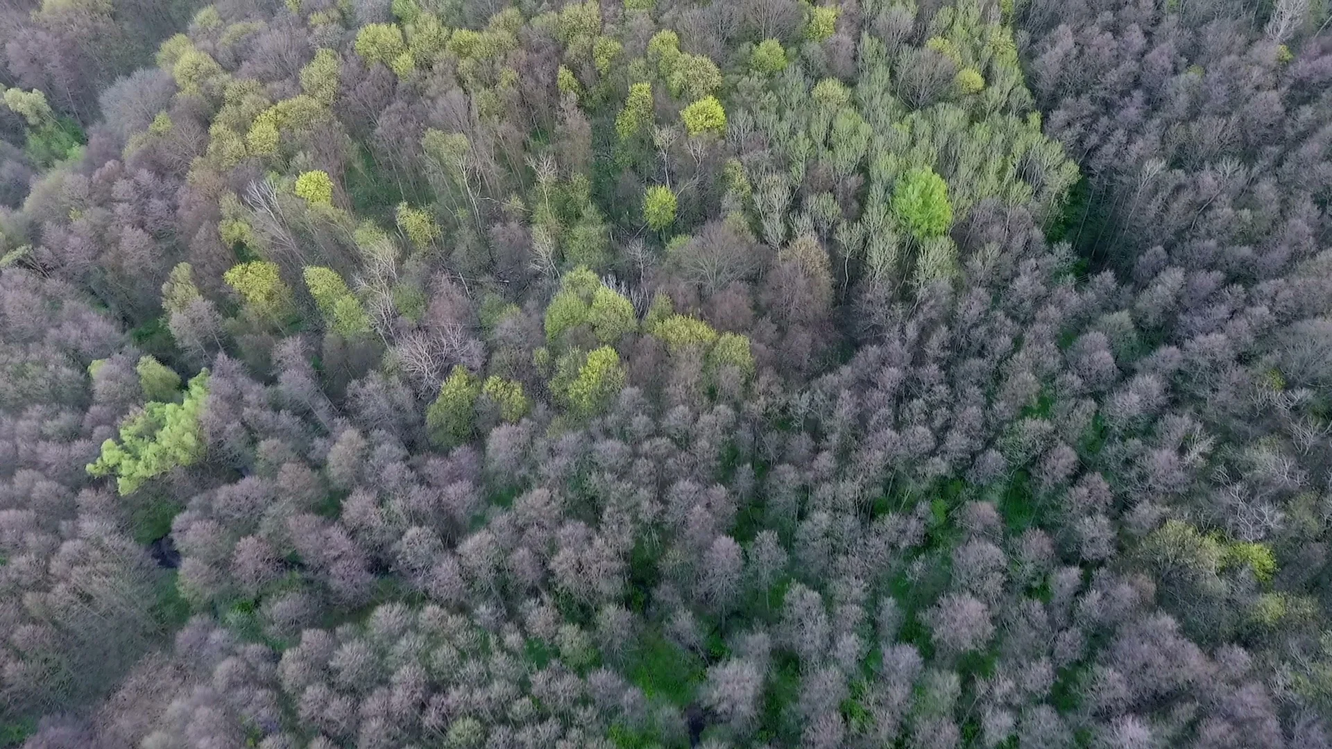 Video Wonderful Forest From A Birds Eye View 74527879