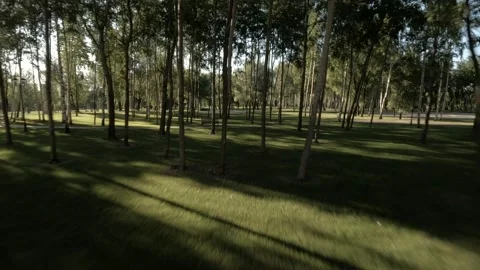 Wonderful forest Stock Footage 220741300