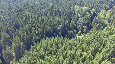 Wonderful forest. view from the drone Video stock 67384386
