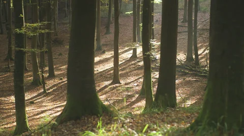 Wonderful Glade Of Beech Trees In The Forest Stock Footage 36837895