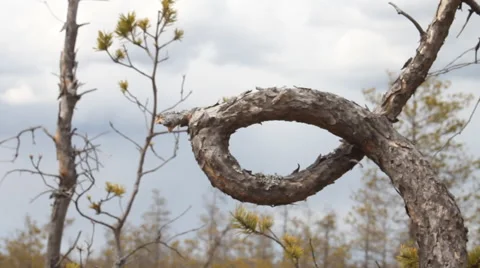 Wonderful knot in  node tree Video stock 46024529