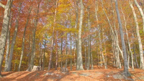 Wonderful Magic Beech Forest in Autumn Stock-Footage 77106832