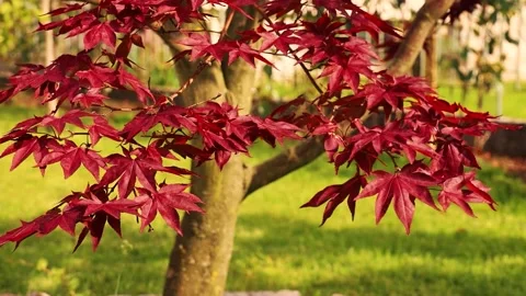 Wonderful Maple Tree Close Up Stock Footage 153933866