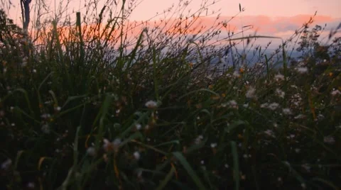 Wonderful nature Stock-Footage 42485096