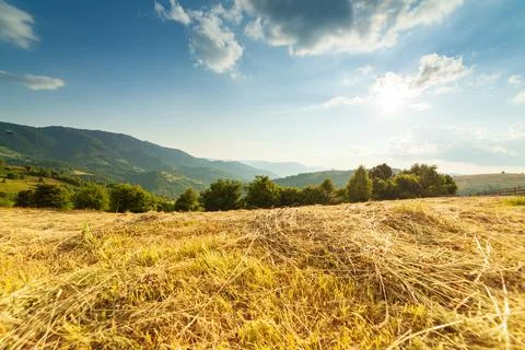 Wonderful panoramic view field of wild flowers by summertime. Area of the Stock Photos