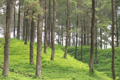 Wonderful pine forest Stock Photos