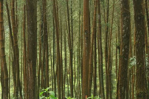 Wonderful pine forest Stock Photos