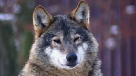 The wonderful portrait of a quiet wolf Stock Footage 306575479
