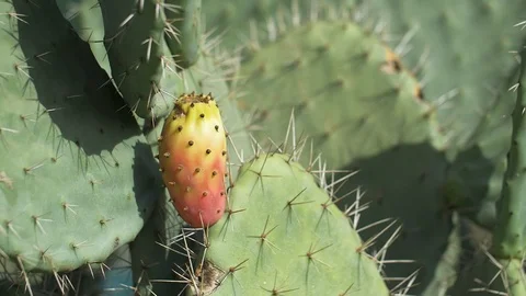 Wonderful prickly pears in morocco  Stockbeeldmateriaal 111238997