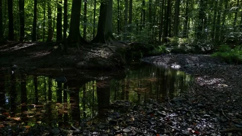 Wonderful reflection of the forest in a stream. Stock Footage 138161050
