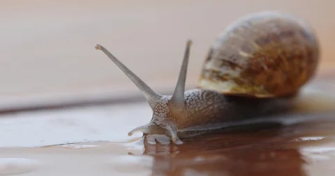Wonderful snail with brown shell crawls along wet board Stock Footage 117132846