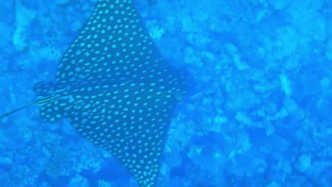 Wonderful spotted eagle ray in the blue water while diving Stock Footage 151138759