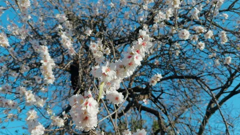 Wonderful spring day with blue sky Stock Footage 269960508