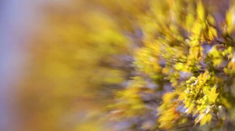 Wonderful spring nature scene with maple tree trembling on the wind 스톡 동영상 49933498