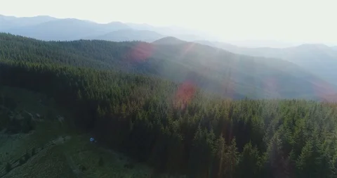 Wonderful sun rays over the pine forest Stock Footage 87871385