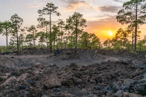 Wonderful sunset in the forest, timelapse, Teide National Park, Tenerife Stock Footage 119569211