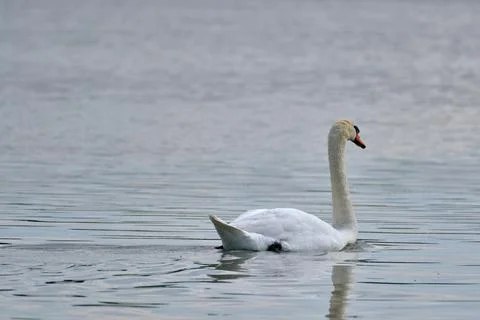 A wonderful swan on a pond Stock Photos