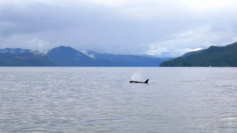 Wonderful tracking shot, close up, of killer whale (orca) pod swimming and Stock Footage 123645299