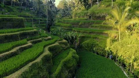 Wonderful view of agricultural rice fields in Bali, Indonesia Stock Footage