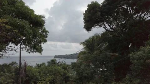 WONDERFUL VIEW OF TREES &amp; OCEAN Video stock 145297310