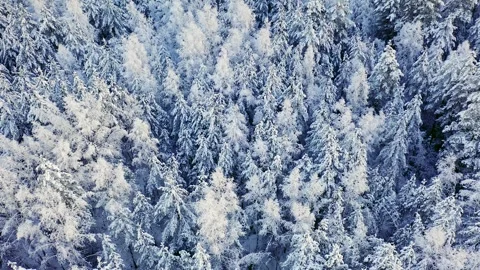 Wonderful view of the winter forest. Winter landscape with snow on the trees Stock Footage 246229713