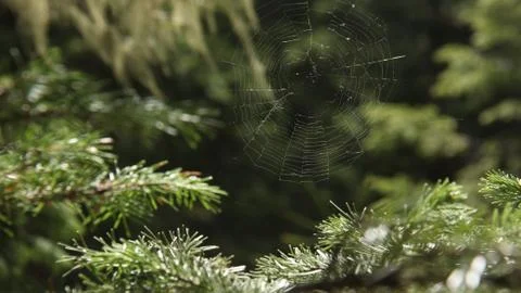 Wonderful Web Stock Photos