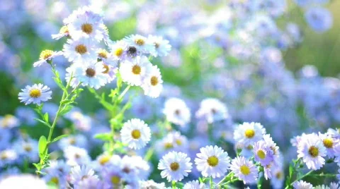 Wonderful white chamomile Video stock 526855