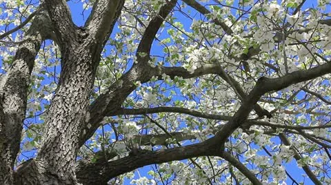 Wonderful white spring Stock Footage 11017116