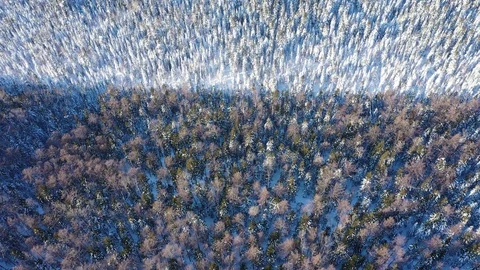 Wonderful winter forest aerial view. Stock Footage