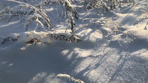 Wonderful winter forest Stock Footage 169659078