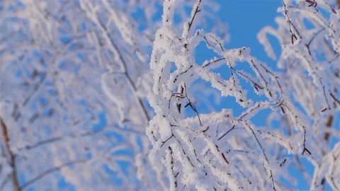 A Wonderful Winter's Tale. A beautiful tree in the snow. Birch in frost. Stock Footage 169466166