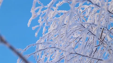 A Wonderful Winter's Tale. A beautiful tree in the snow. Birch in frost. Stock Footage 169466218