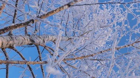 A Wonderful Winter's Tale. A beautiful tree in the snow. Birch in frost. Stock Footage 169466261
