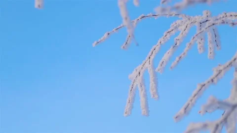 A Wonderful Winter's Tale. A beautiful tree in the snow. Birch in frost. Stock Footage 169466342
