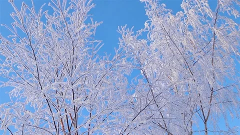 A Wonderful Winter's Tale. A beautiful tree in the snow. Birch in frost. Stock Footage 169466408
