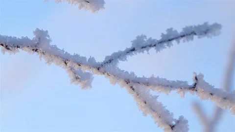 A Wonderful Winter's Tale. A beautiful tree in the snow. Birch in frost. Stock Footage 169466677