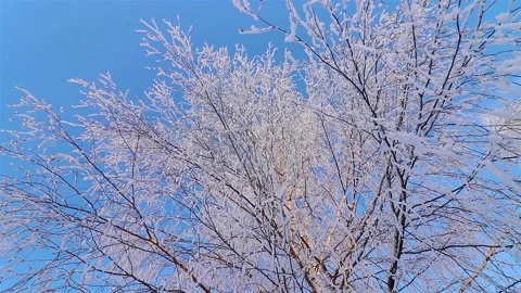 A Wonderful Winter's Tale. A beautiful tree in the snow. Birch in frost. Stock Footage 169466723