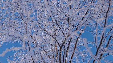 A Wonderful Winter's Tale. A beautiful tree in the snow. Birch in frost. Stock Footage 169466839
